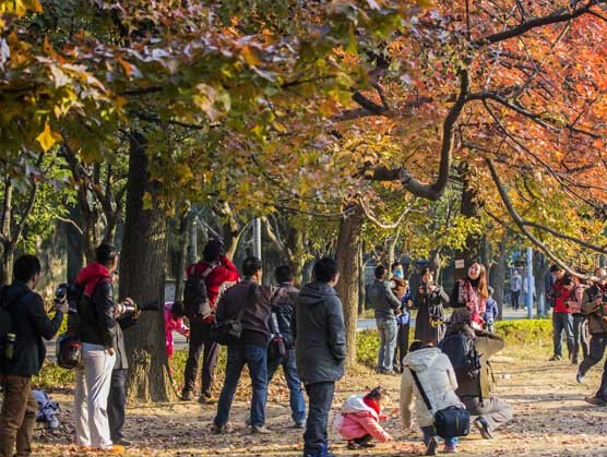 福州大学枫叶飘红 新年暖阳心也晴朗”