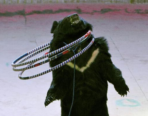 激情马戏度新年”