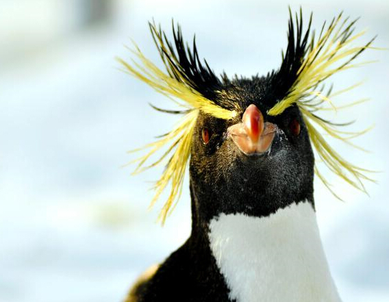 跳岩企鹅来京做客 助阵冰雪嘉年华”