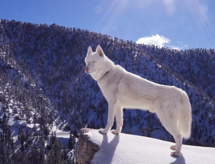美国男子携哈士奇徒步旅行 两年走遍各大景点”