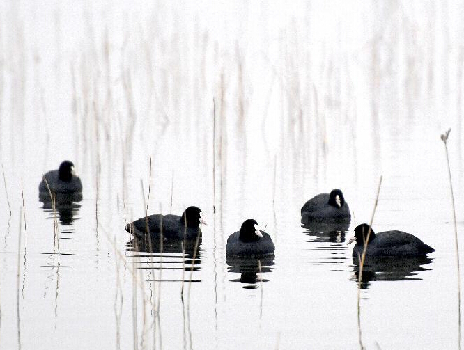 山西伍姓湖湿地水鸟欢”