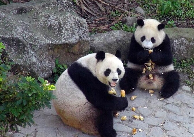 ����è��Բ�С����������