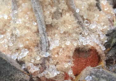 �Ϻ����ֵ���ͻ������ ���³����½���������ѩ��