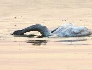 С���Ϊ׷����ĸײ������ Ŀ���߳ư������ء�