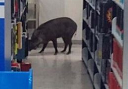 Ұ�����´����������Ǵ�ѧУ԰ �ֳ����ҡ�