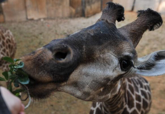 ���޳���¹�������Ķ������