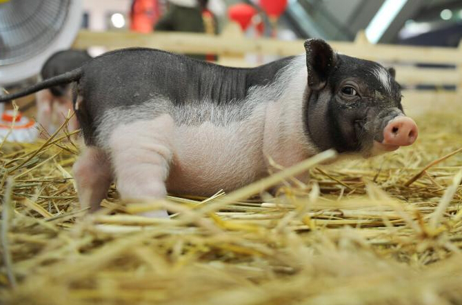 昆明现萌猪住商场招揽顾客”