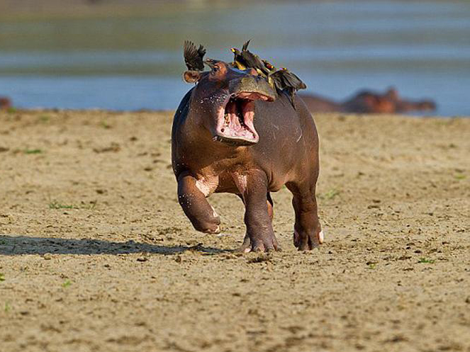 ������������Ⱥ�Ż� ʧȥ���Ǽ�п񱼡�