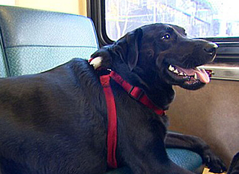 美拉布拉多犬独自乘坐公交去公园玩耍”