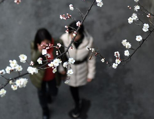 ɽ��ů��÷������