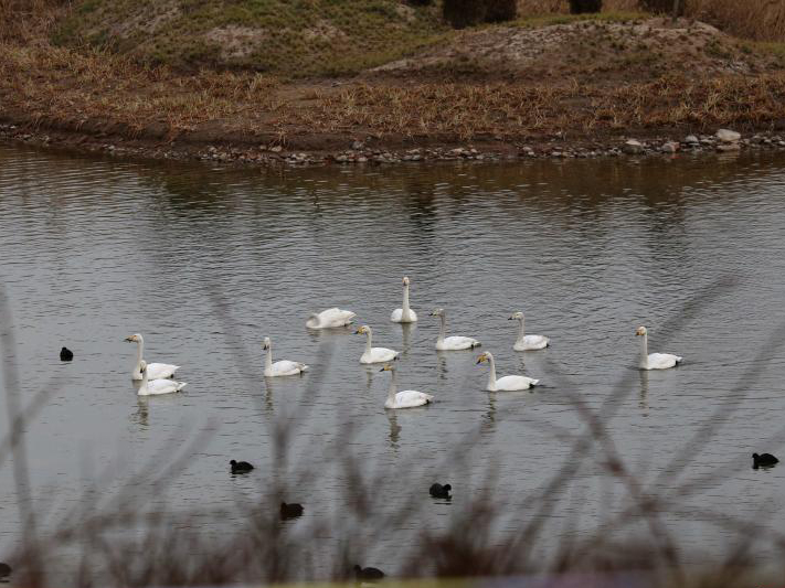 ��������Ͽ�������������� ����93ֻҰ��������