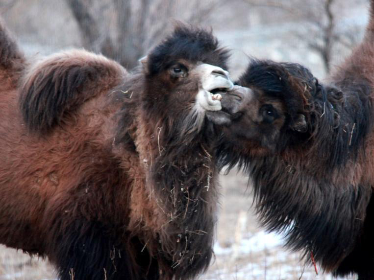 ��ͷ��¼����Ұ�����������龰��