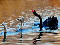 ����Բ��԰������С��조�����ա�[��ͼ]��