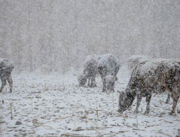 �½�����̩������ǿ��ѩ���� �����½���