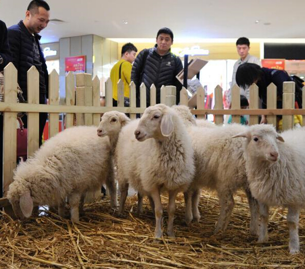 ��ϲ������ס�ߵ��̳�ӭ��ũ�����ꡱ