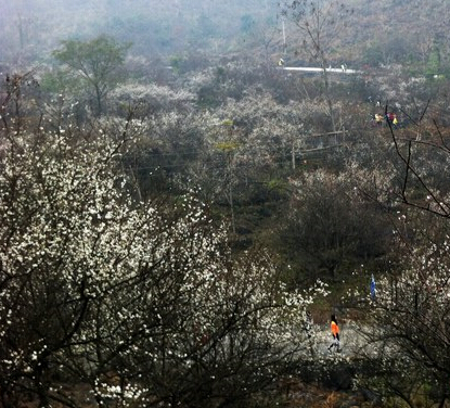 ��������Ķ÷�����ࡰ���š���