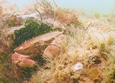 Ӣ���������׾���ʷǰɭ�� �·����ħ�����硱