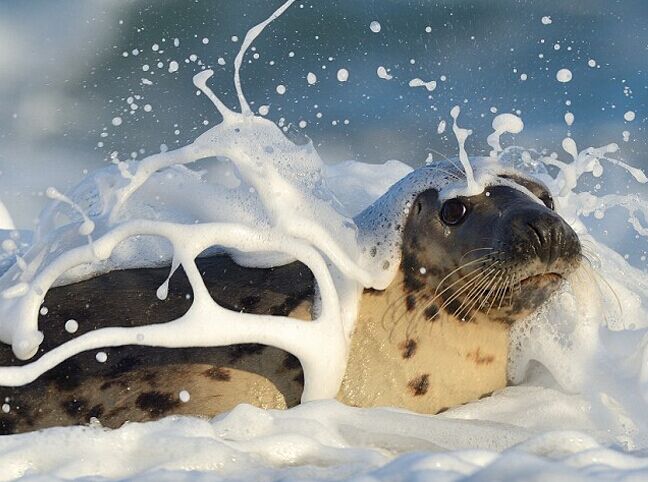 �¹���Ӱʦץ�ĺ���Ⱥϴ������ԡ��(������ͼ)��