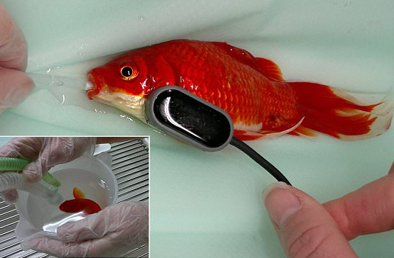 Ӣ�����ӻ���300Ӣ��Ϊ��������ͨ�㡱����(ͼ)��