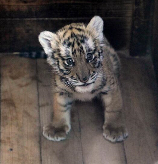 �����ϲ�����԰����Ű��С���ϻ�����������