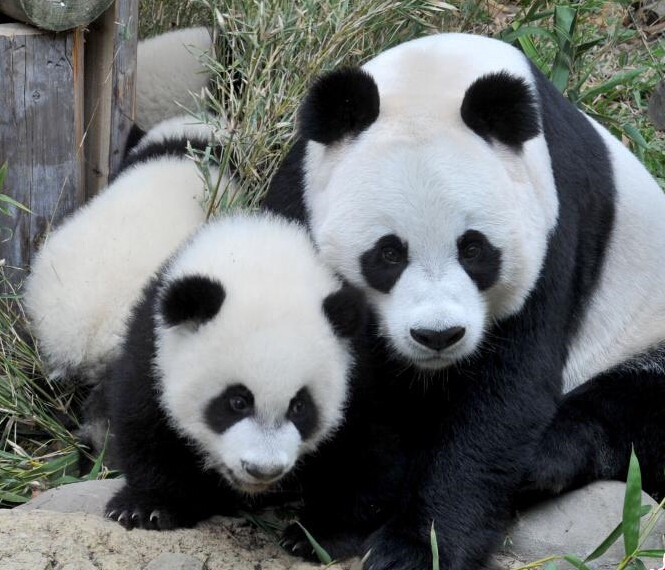 ���ݳ�¡����è����̥�������ꡱ