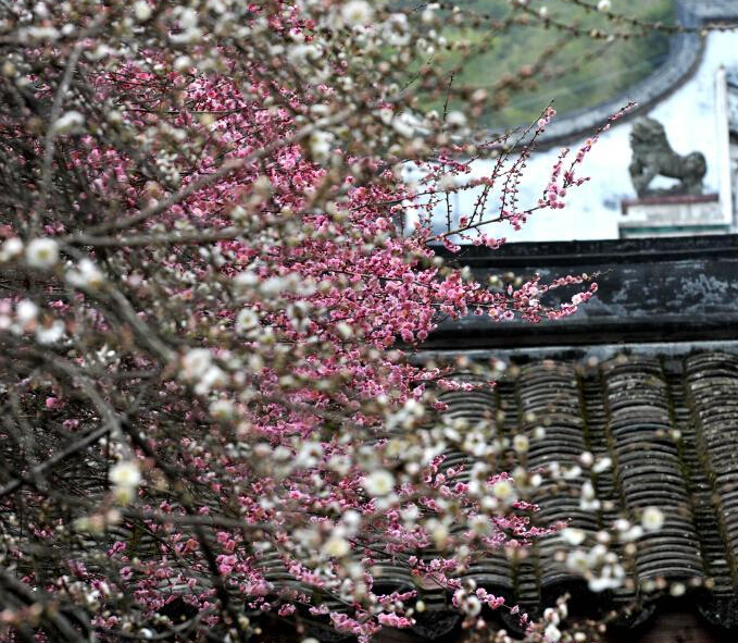 ����500��÷��ױ��ǧ���ɲ��