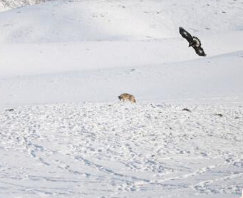 ʵ���½������ӥ������