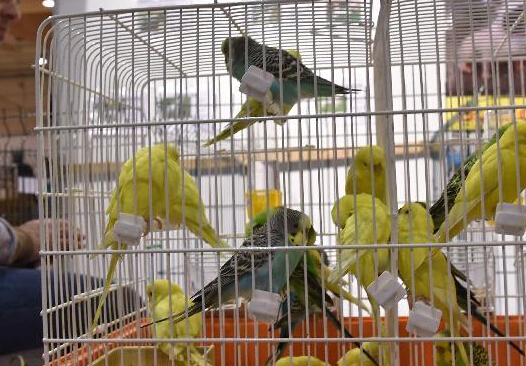 葡萄牙第四届宠物展落下帷幕”