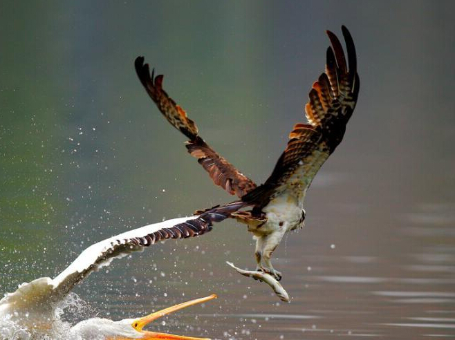 鹈鹕欲从鱼鹰口中夺食 狼狈收场”