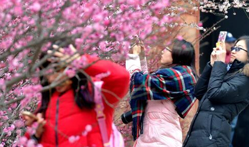福州500株梅花妆点千年古刹”