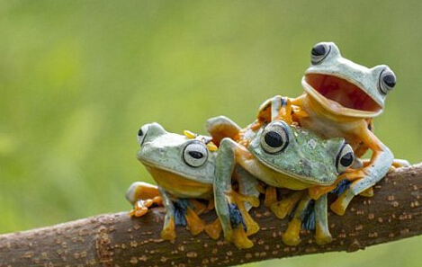 摄影师抓拍三只树蛙“叠罗汉”萌图”