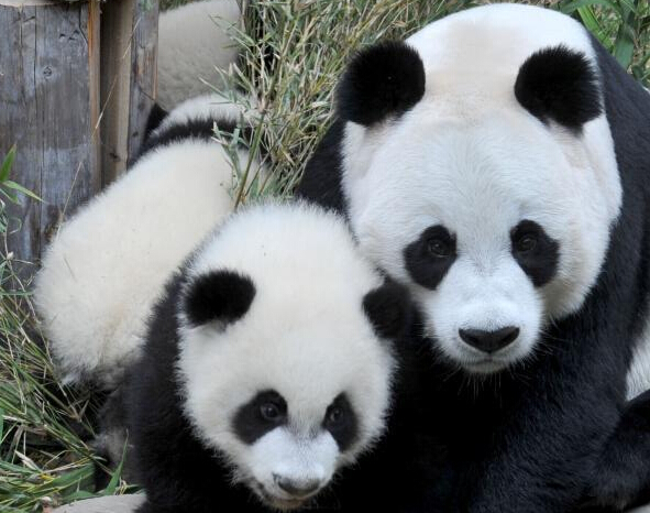 广州长隆大熊猫三胞胎年满半岁”