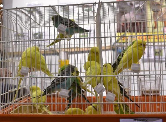 葡萄牙第四届宠物展落下帷幕”