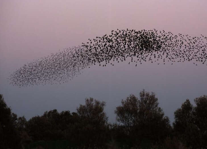 ��ɫ�г�Ⱥ�����ݡ�Ⱥ�衱 ���α仯Ī�⡱