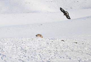 ʵ���½������ӥ������