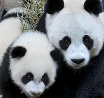 ���ݳ�¡����è����̥�������ꡱ