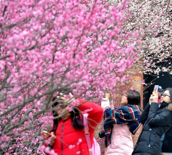 ����500��÷��ױ��ǧ���ɲ��