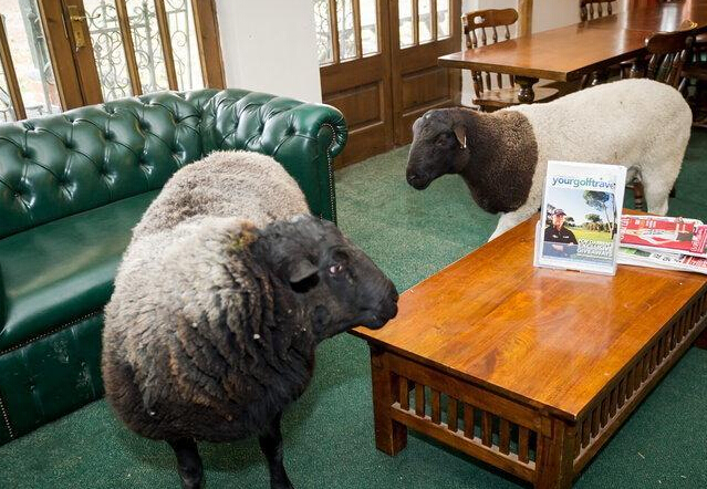 Ӣ���߶����򳡱����� ���������߸�˧��������