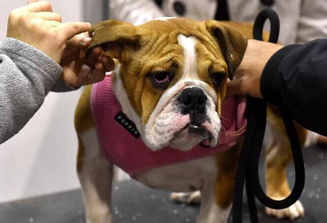 ���������Ľ����չ�����Ļ��