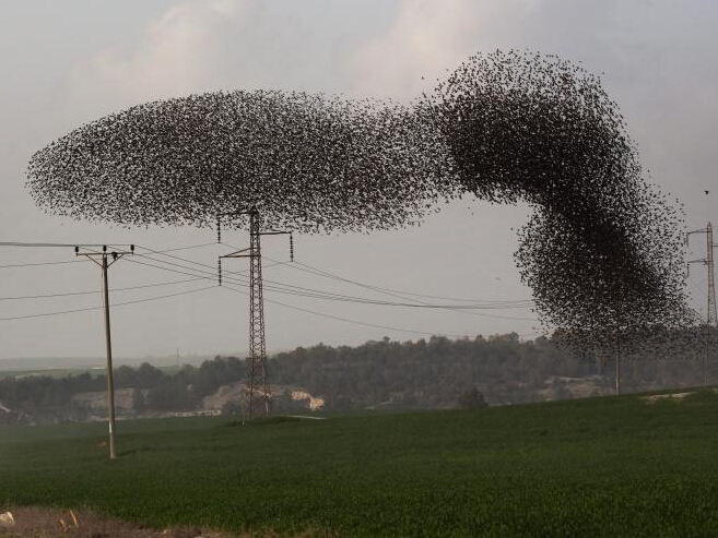 ��ɫ�д���������Ⱥ�� �ƺ����糡��׳�ۡ�