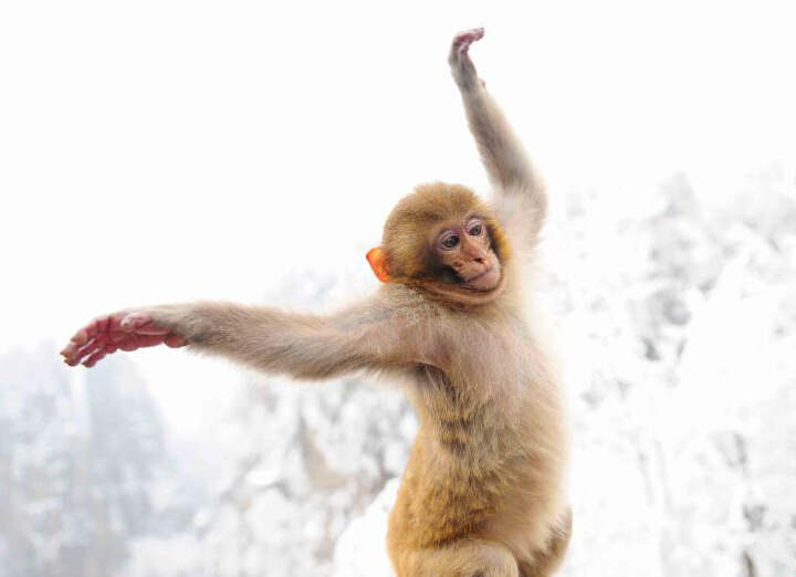 �����żҽ�⨺�ѩ�С������������ȡ�