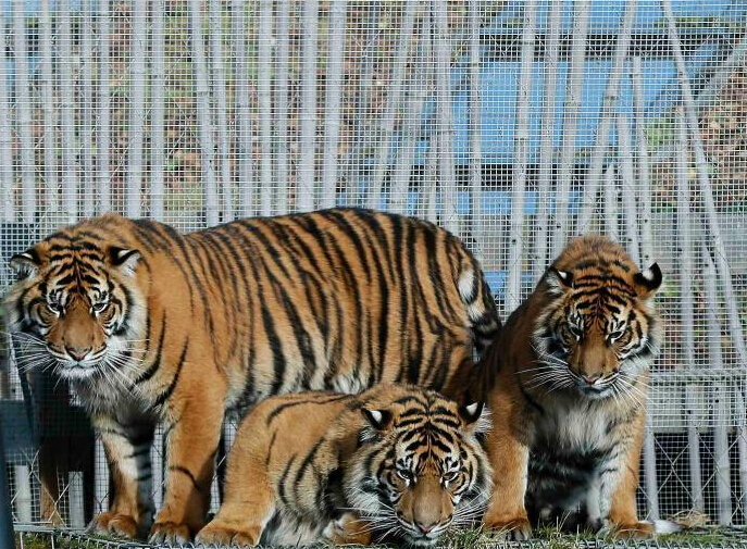 �ϻ�����̥ӭ�������� �׶ض���԰���ϴ���С�