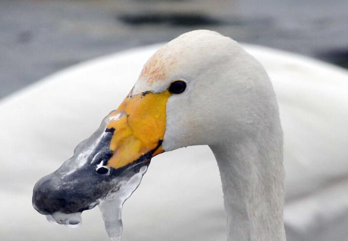 ����챻��ס�в�����������ʳ��