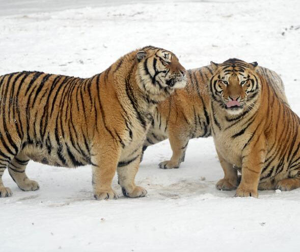 ������԰���ڻ�Х����