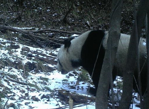 �����ʹ�ɽʡ����Ȼ�������״��ĵ�Ұ������è��