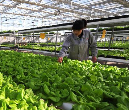 ��ʩũҵ�̾�ũ���¸�·��