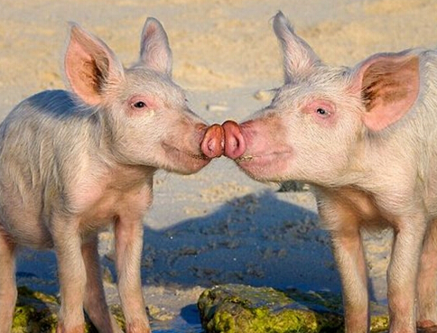 ������������̲��С���ǡ�