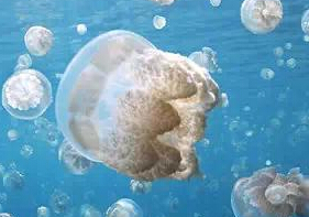 ��Ӱʦ�ĸ��ද���Ǩ����ۡ�