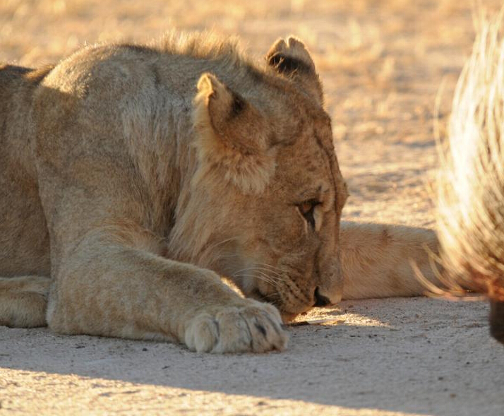 ϷɳĮֺսʨȺ ͷʨΧ