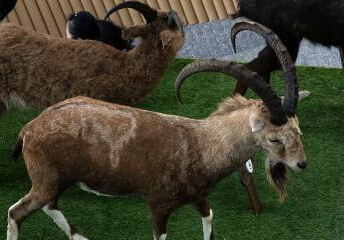 ��������⡱��Ф��չ�����Ϻ�����